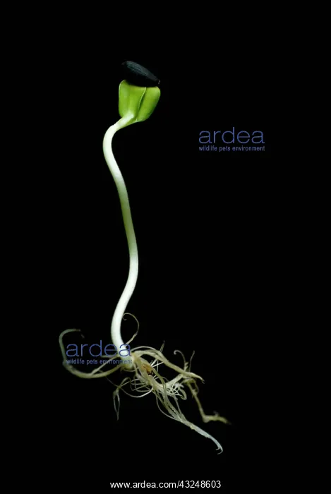 : Sunflower, Helianthus annuus : Sunflower, Helianthus annuus