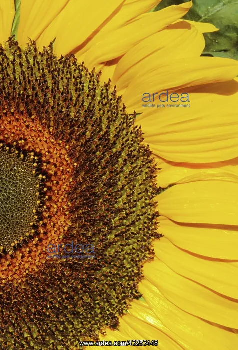 : Sunflower. Close-up of a sunflower (Helianthus annuus), showing the petals and seeds : Sunflower. Close-up of a sunflower (Helianthus annuus), showing the petals and seeds