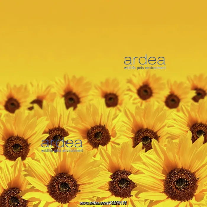 : Sunflower background with copyspace : Sunflower background with copyspace