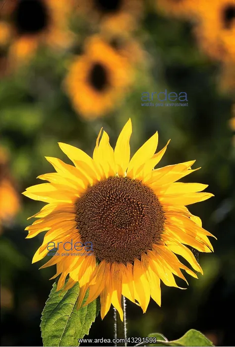 : SUNFLOWER - in bloom : SUNFLOWER - in bloom