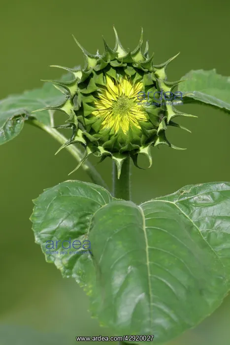 : Sunflower - blossom about to open : Sunflower - blossom about to open