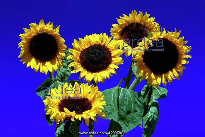 : Sunflower - against blue sky : Sunflower - against blue sky