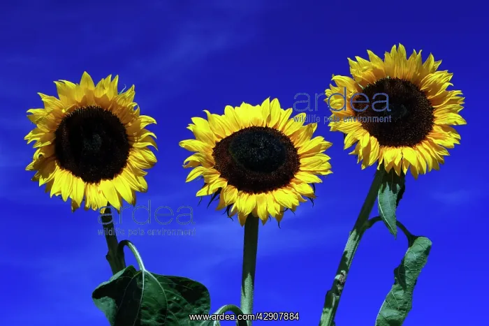 : Sunflower - against blue sky : Sunflower - against blue sky