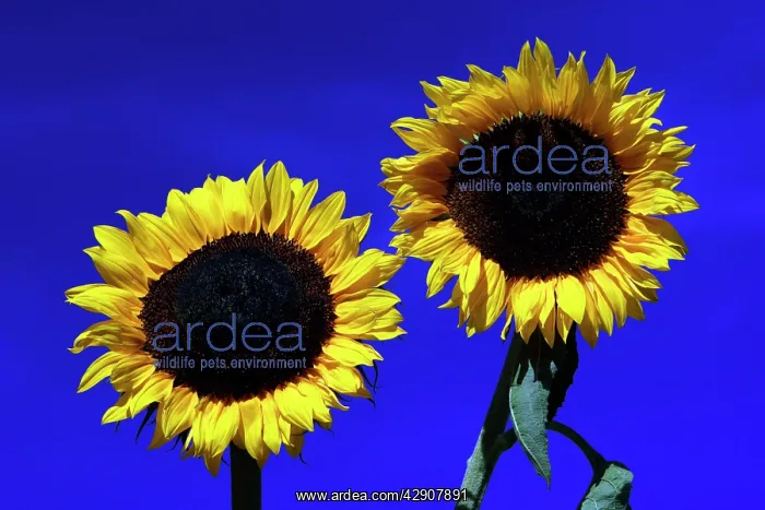 : Sunflower - against blue sky : Sunflower - against blue sky