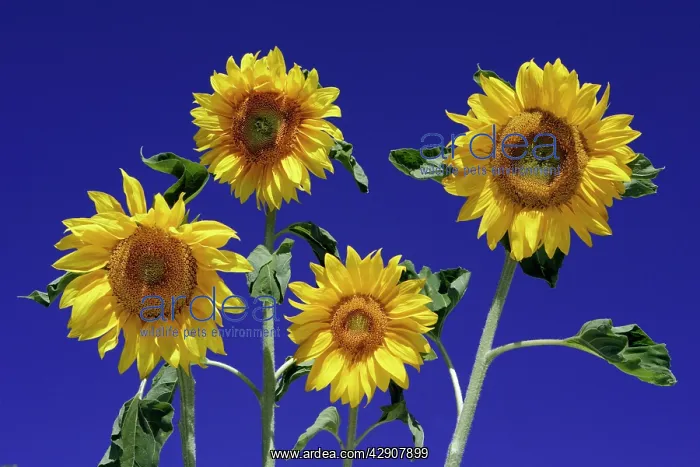 : Sunflower - against blue sky : Sunflower - against blue sky