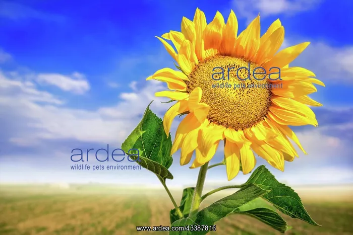  : sunflower against a blue sky