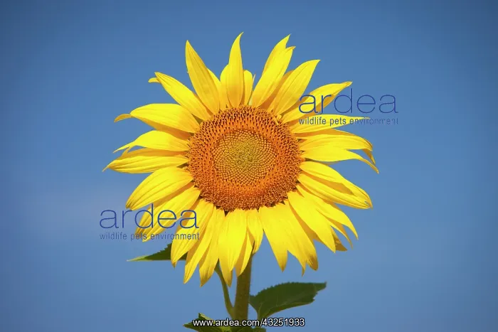 : Sunflower against a bright blue sky near : Sunflower against a bright blue sky near