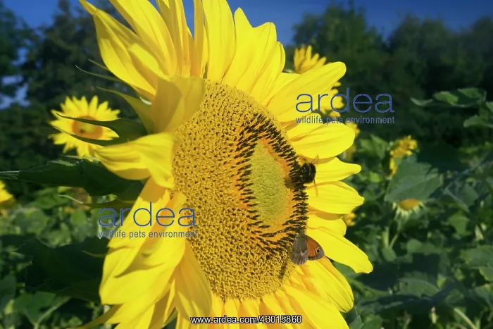 : Sunflower with Buff-tailed Bumblebee (Bombus : Sunflower with Buff-tailed Bumblebee (Bombus