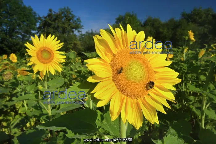 : Sunflower with Buff-tailed Bumblebee (Bombus : Sunflower with Buff-tailed Bumblebee (Bombus
