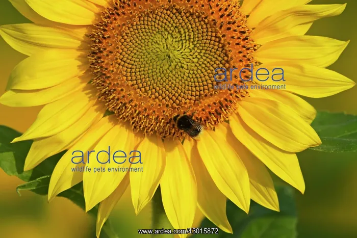 : Sunflower with Buff-tailed Bumblebee (Bombus : Sunflower with Buff-tailed Bumblebee (Bombus