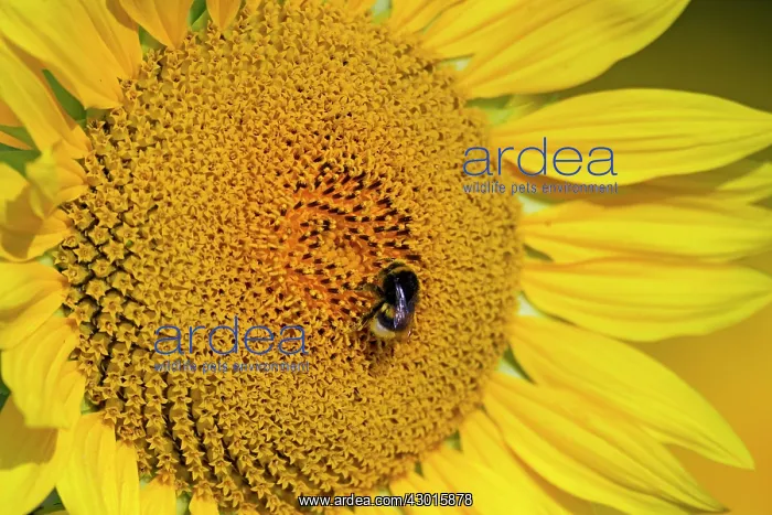 : Sunflower with Buff-tailed Bumblebee (Bombus : Sunflower with Buff-tailed Bumblebee (Bombus