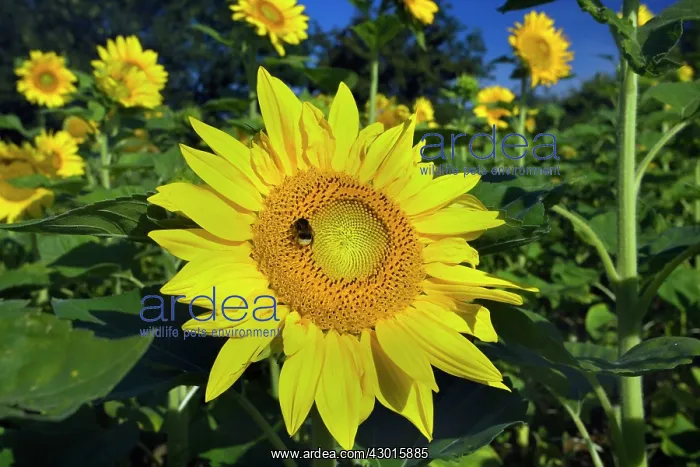 : Sunflower with Buff-tailed Bumblebee (Bombus : Sunflower with Buff-tailed Bumblebee (Bombus
