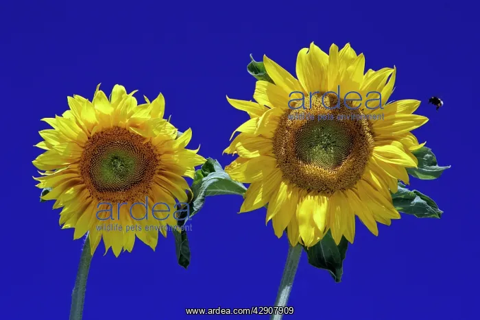  : Sunflower and Bumble Bee - against blue sky