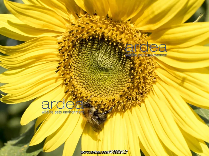 : Sunflower with bumble bee - UK : Sunflower with bumble bee - UK
