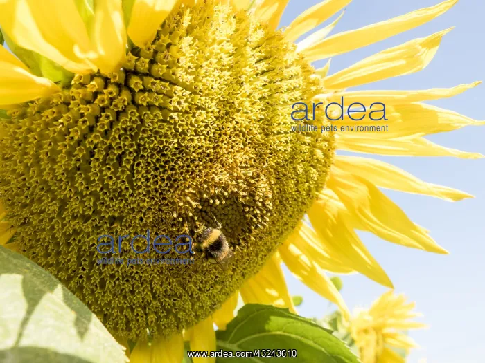 : Sunflower with bumble bee - UK : Sunflower with bumble bee - UK