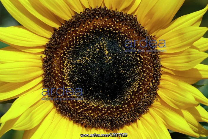: Sunflower - a close detailed study : Sunflower - a close detailed study