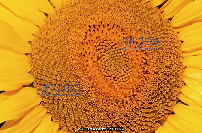 : Sunflower - Close-up : Sunflower - Close-up