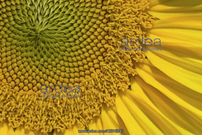 : Sunflower close-up : Sunflower close-up