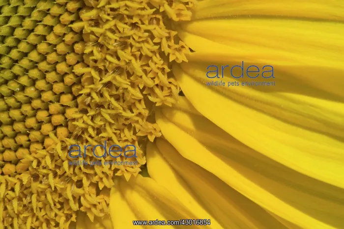 : Sunflower close-up : Sunflower close-up