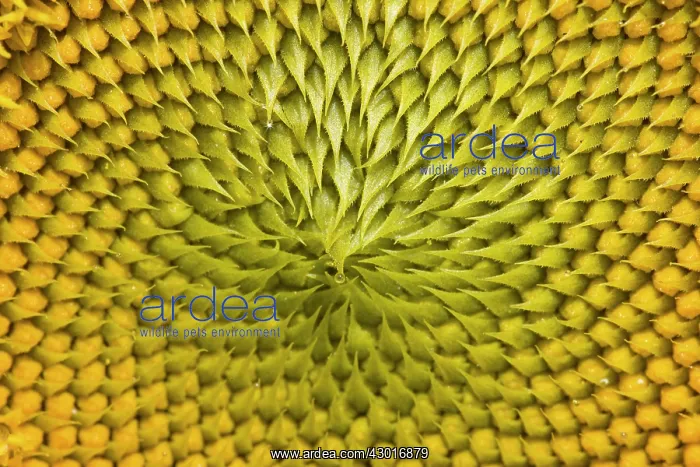 : Sunflower close-up : Sunflower close-up