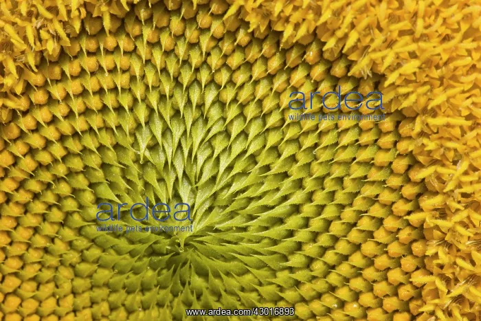 : Sunflower close-up : Sunflower close-up