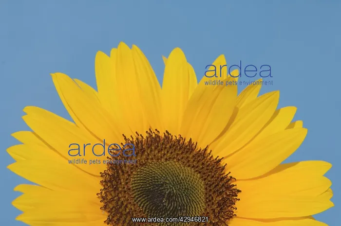 : Sunflower - Close-up of the yellow flower : Sunflower - Close-up of the yellow flower