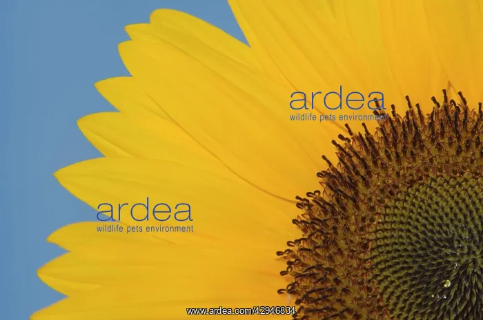 : Sunflower - Close-up of the yellow flower : Sunflower - Close-up of the yellow flower
