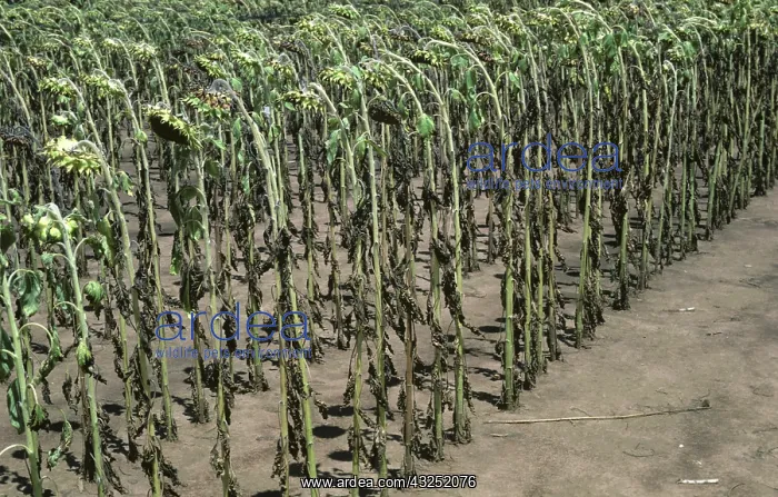 : Sunflower crop defoliated by Leaf Spot : Sunflower crop defoliated by Leaf Spot