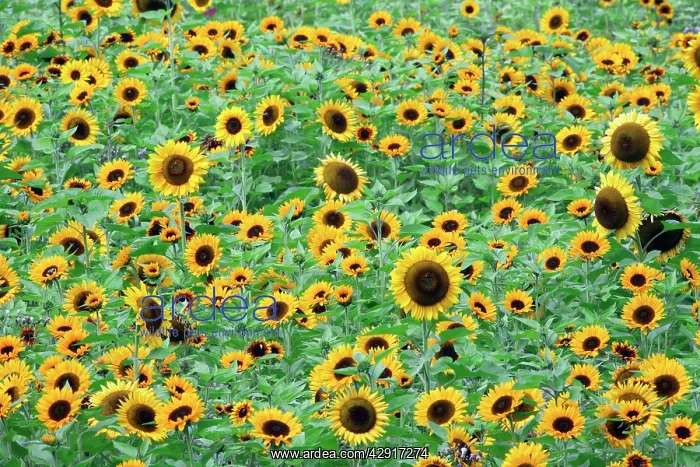 : Sunflower - crop in field : Sunflower - crop in field