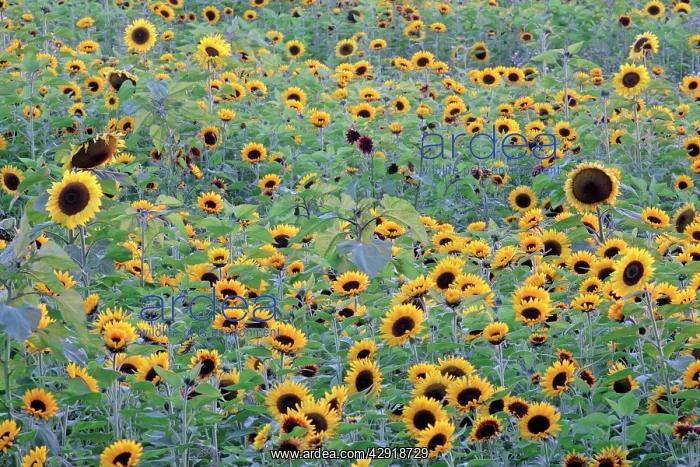 : Sunflower - crop in field : Sunflower - crop in field