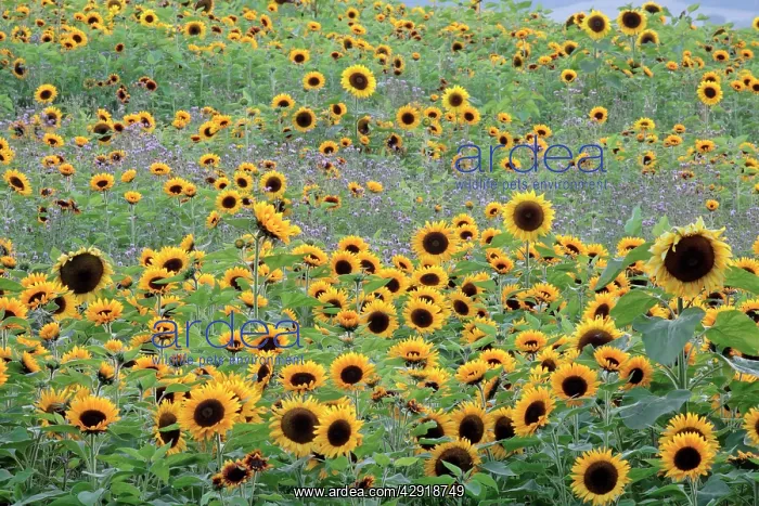 : Sunflower - crop in field : Sunflower - crop in field