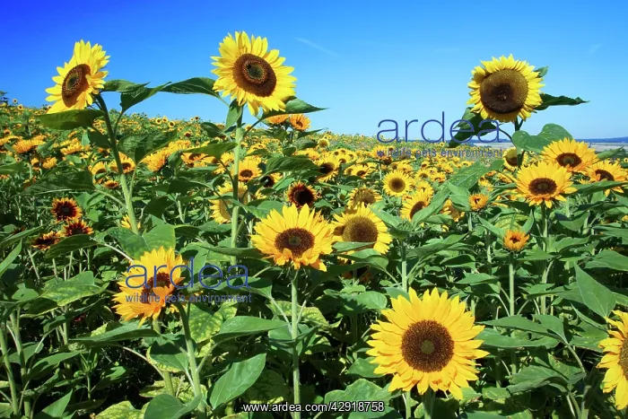 : Sunflower - crop in field : Sunflower - crop in field