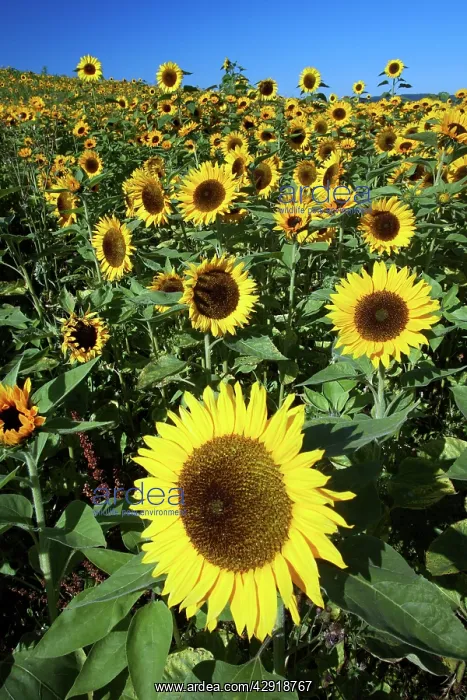 : Sunflower - crop in field : Sunflower - crop in field