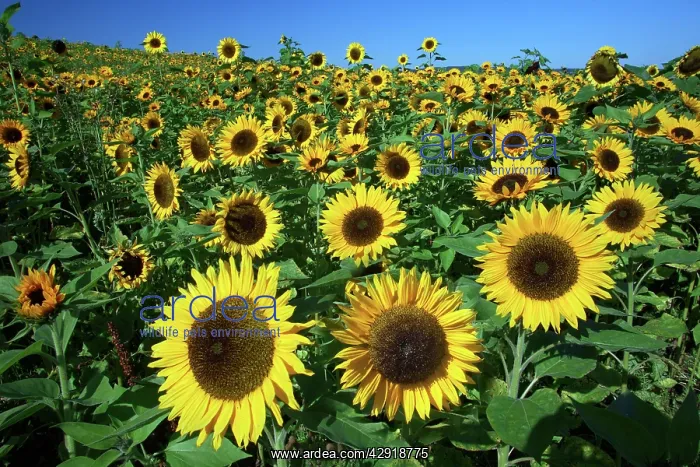 : Sunflower - crop in field : Sunflower - crop in field