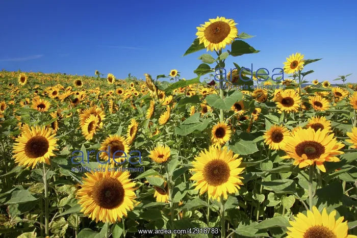 : Sunflower - crop in field : Sunflower - crop in field