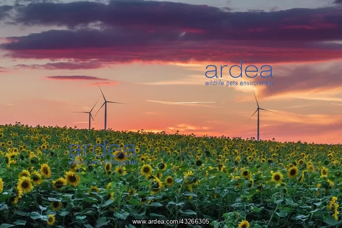 : Sunflower, crop against a late evening sky with : Sunflower, crop against a late evening sky with