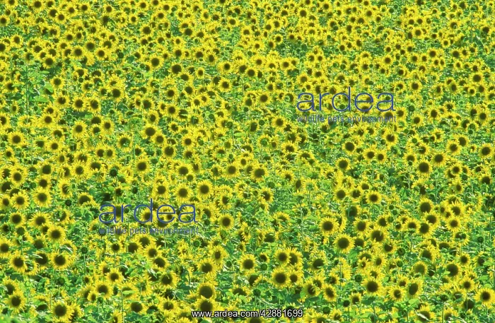: Sunflower - Cultivations in the 'Campina Cordobesa' : Sunflower - Cultivations in the 'Campina Cordobesa'