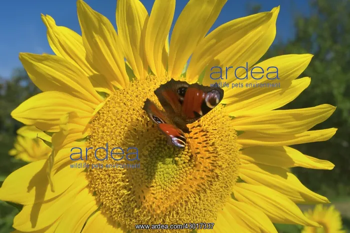 : Sunflower with European Peacock Butterfly : Sunflower with European Peacock Butterfly