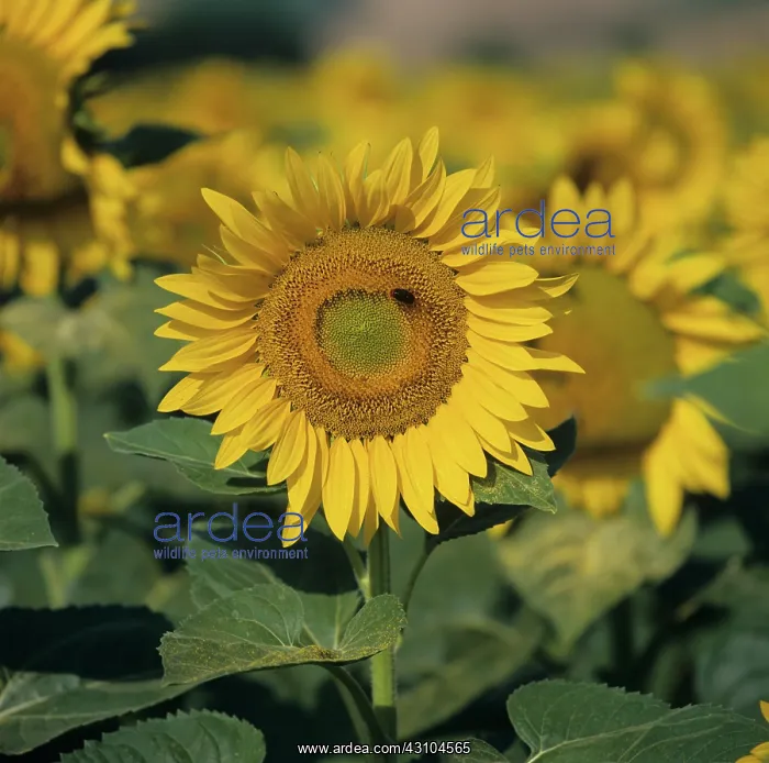 : Sunflower Facing the Sun : Sunflower Facing the Sun