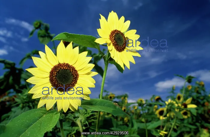 : Sunflower - FARB FASCINATION : Sunflower - FARB FASCINATION