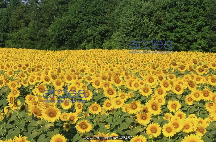 : Sunflower Field : Sunflower Field