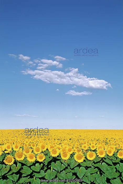  : Sunflower field