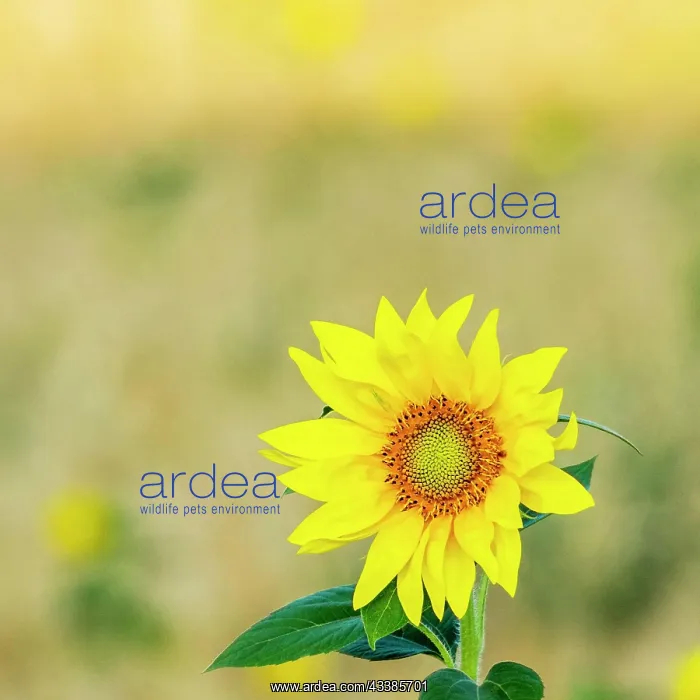: Sunflower in a field : Sunflower in a field