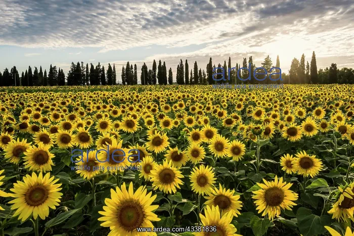 : Sunflower field and cypresses, near Piombino, province of Li : Sunflower field and cypresses, near Piombino, province of Li