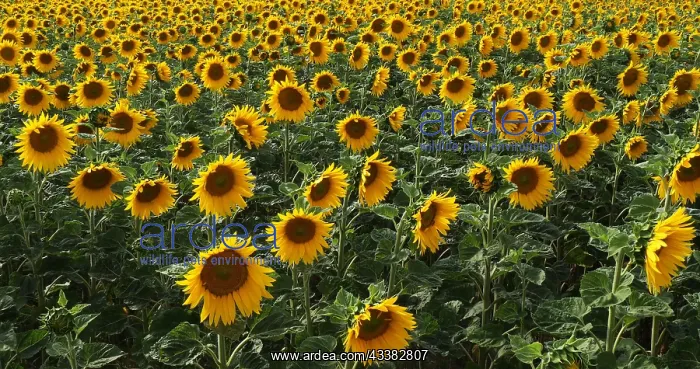 : Sunflower Field, helianthus sp, Normandy in France : Sunflower Field, helianthus sp, Normandy in France