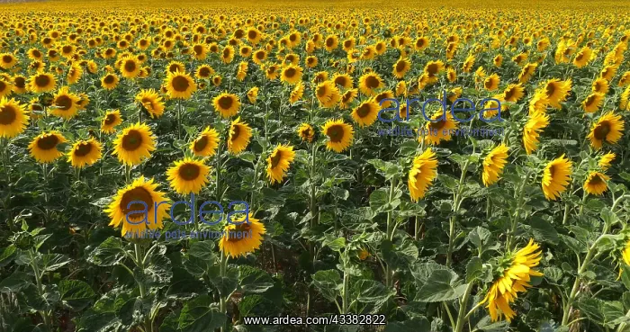 : Sunflower Field, helianthus sp, Normandy in France : Sunflower Field, helianthus sp, Normandy in France