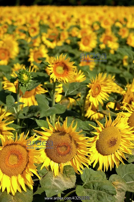 : Sunflower field near Saint Remy de-Provence : Sunflower field near Saint Remy de-Provence