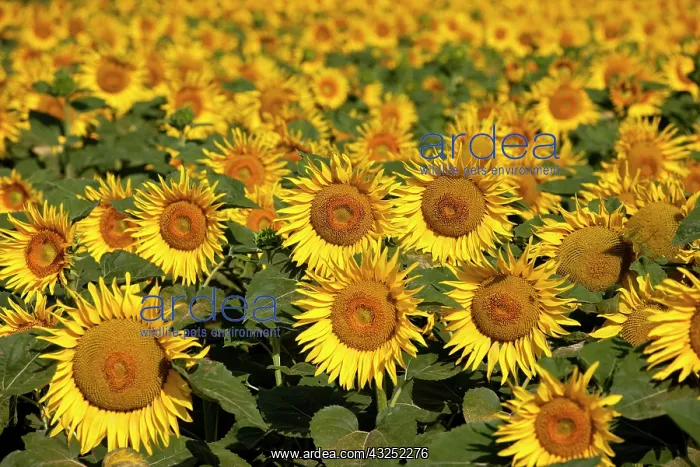  : Sunflower field near Saint Remy de-Provence