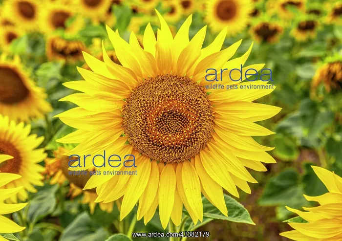: Sunflower field at Partwitz Lake, Elsterheide, Oberspreewald : Sunflower field at Partwitz Lake, Elsterheide, Oberspreewald