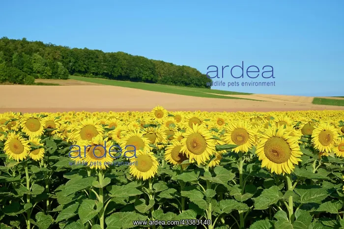 : Sunflower field in the summer, Wurzburg, Franconia : Sunflower field in the summer, Wurzburg, Franconia